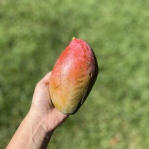 Manga Palmer - 400g a 550g