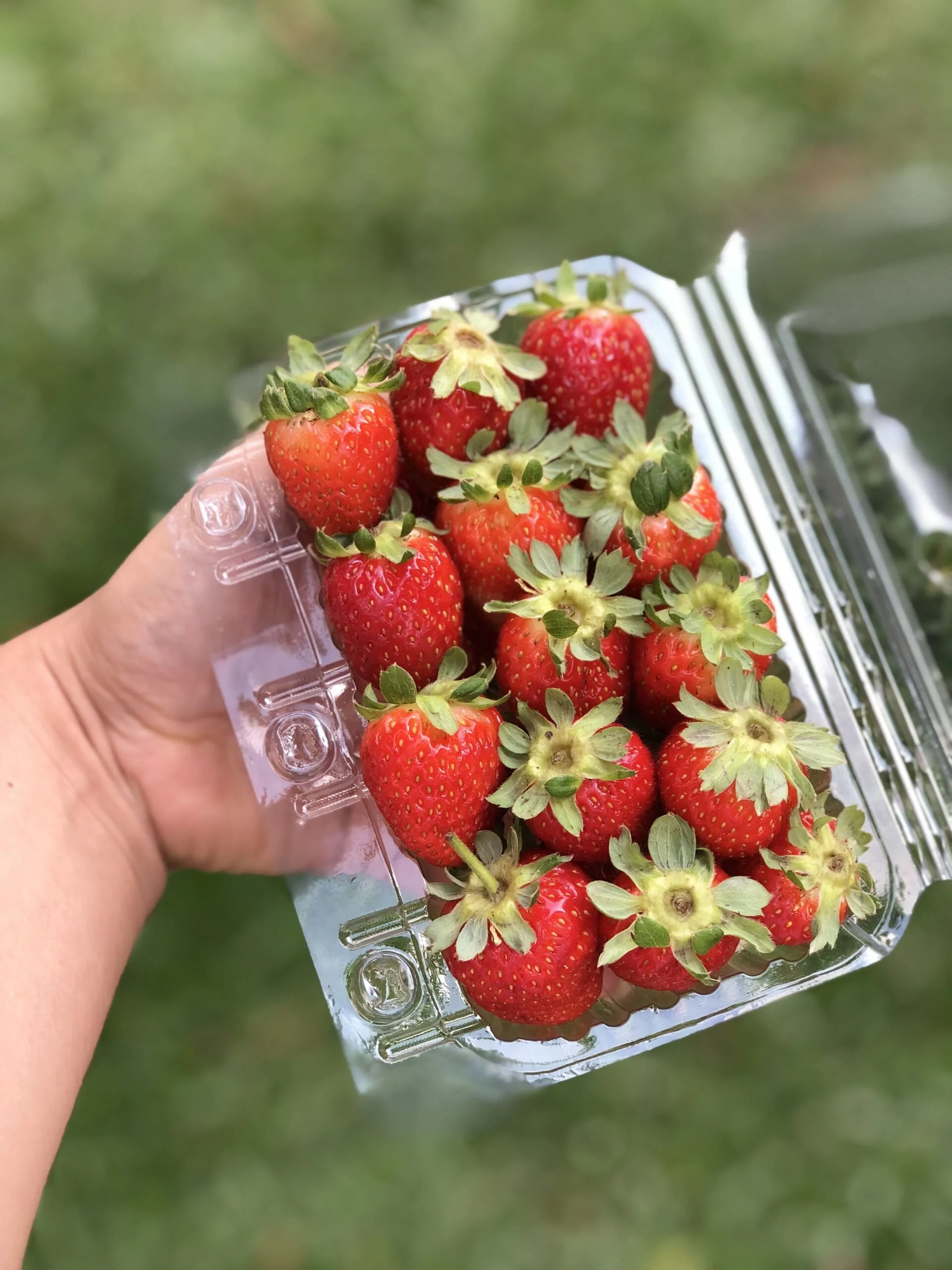 MORANGO ORGANICO scaled