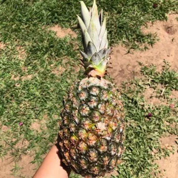abacaxi organico tudo da terra