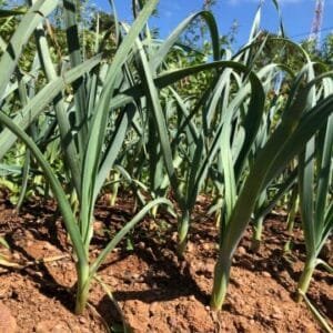 Alho poró - unidade