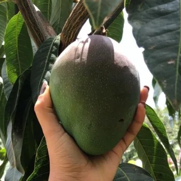 Manga Palmer - 400g a 550g - Imagem 2