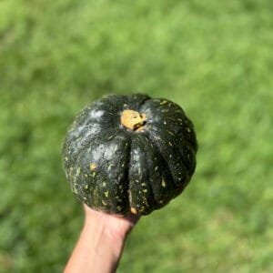 Abóbora japonesa - kg