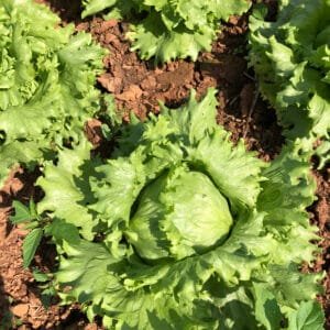 Alface americana - unidade