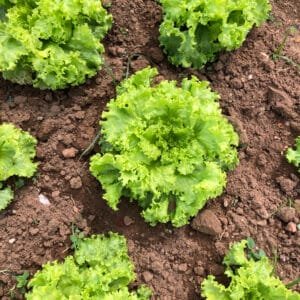 Alface crespa - unidade