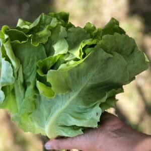 Alface lisa - unidade