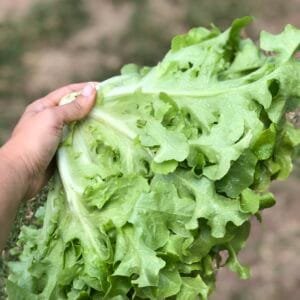 Alface mimosa - unidade