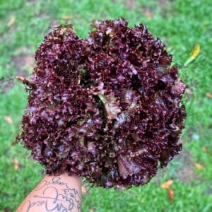 Alface roxa - unidade
