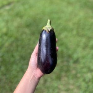 Berinjela - 500g a 600g