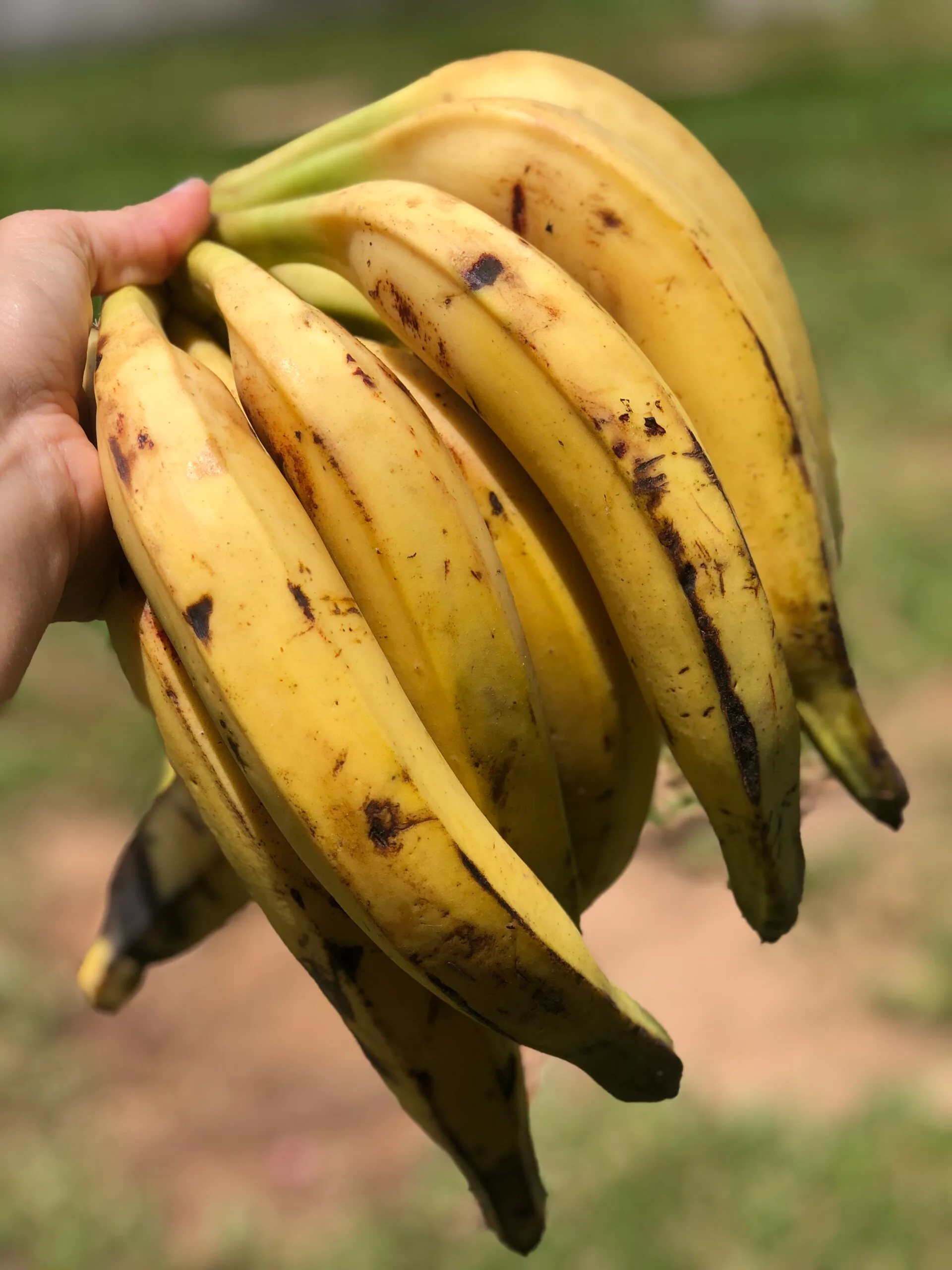 Banana da terra 1 scaled