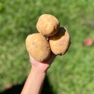 Batata andina - 500g a 600g