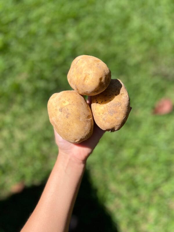 Batata andina - 500g a 600g