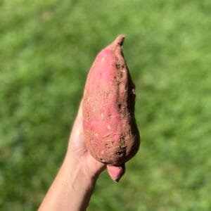 Batata doce - 500g a 600g