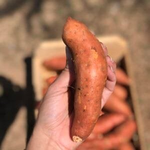 Batata doce laranja - 500g a 600g