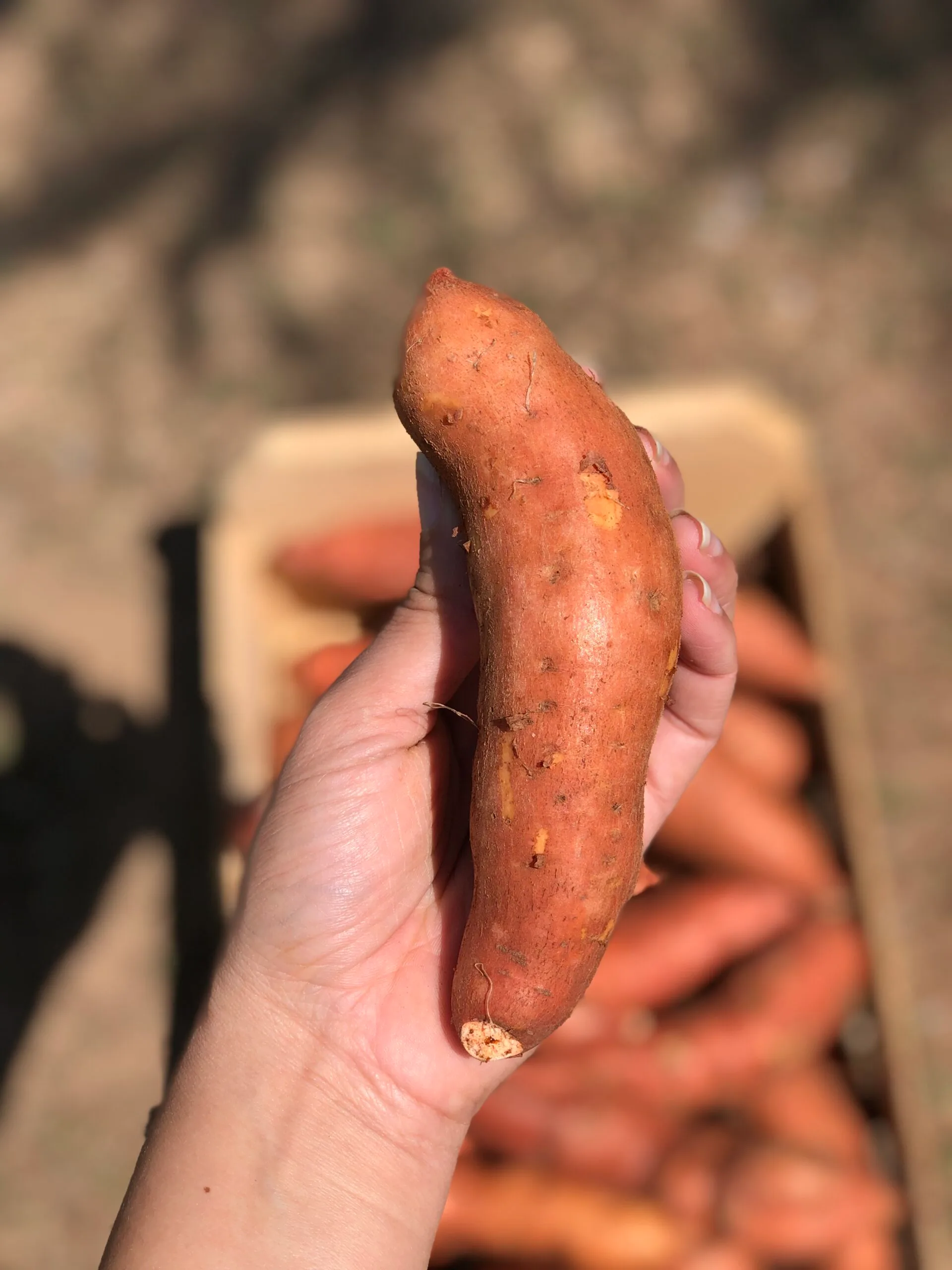 Batata doce laranja scaled