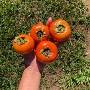 Caqui rama forte - 500g