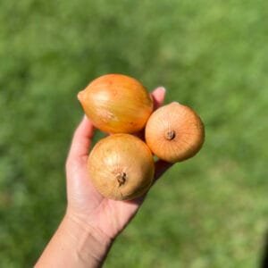 Cebola - 500g a 600g