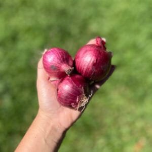 Cebola roxa - 500g a 600g