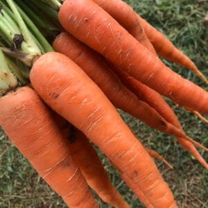 Cenoura - 500g a 600g