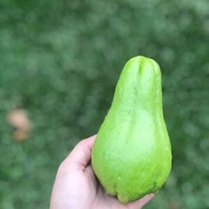 Chuchu - 400g - 500g