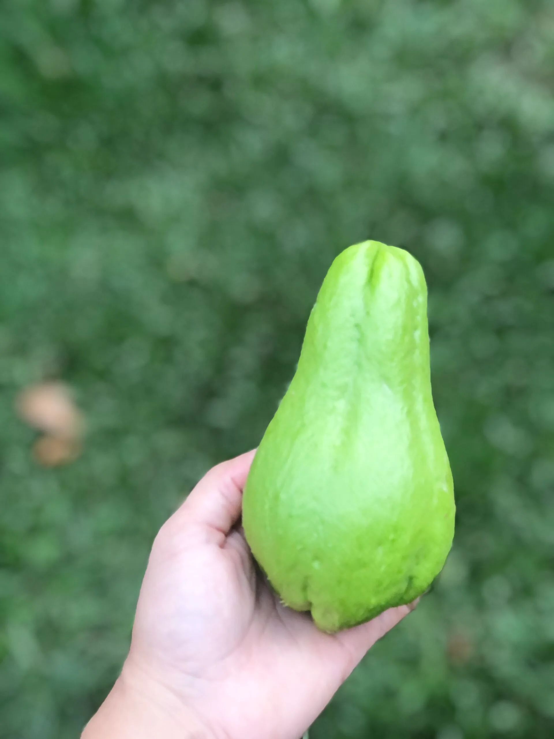 Chuchu 1 scaled