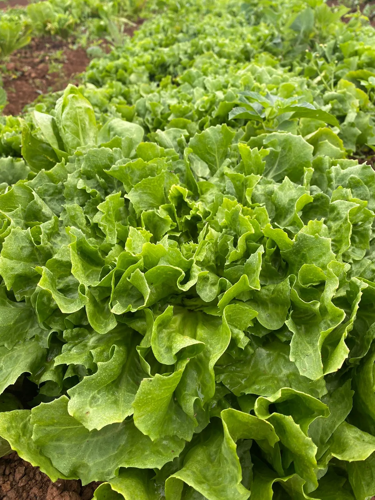 Escarola