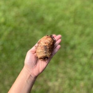 Inhame - 500g a 600g