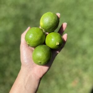 Limão Tahiti - 500g a 600g