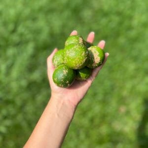 Limão cravo - 500g a 600g