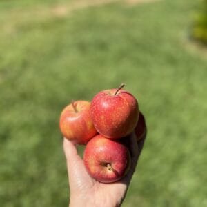 Maça - 500g a 600g