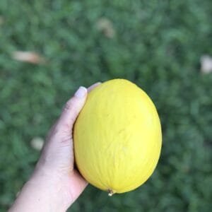 Melão amarelo - unidade