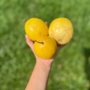 Maracujá azedo 500g a 600g