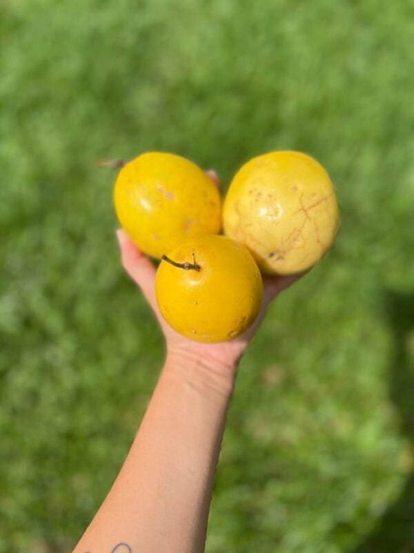 Maracujá azedo 500g a 600g