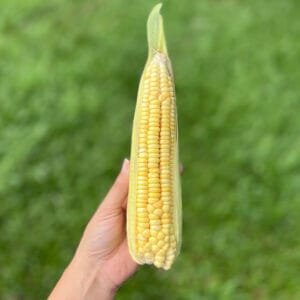 Milho verde - unidade