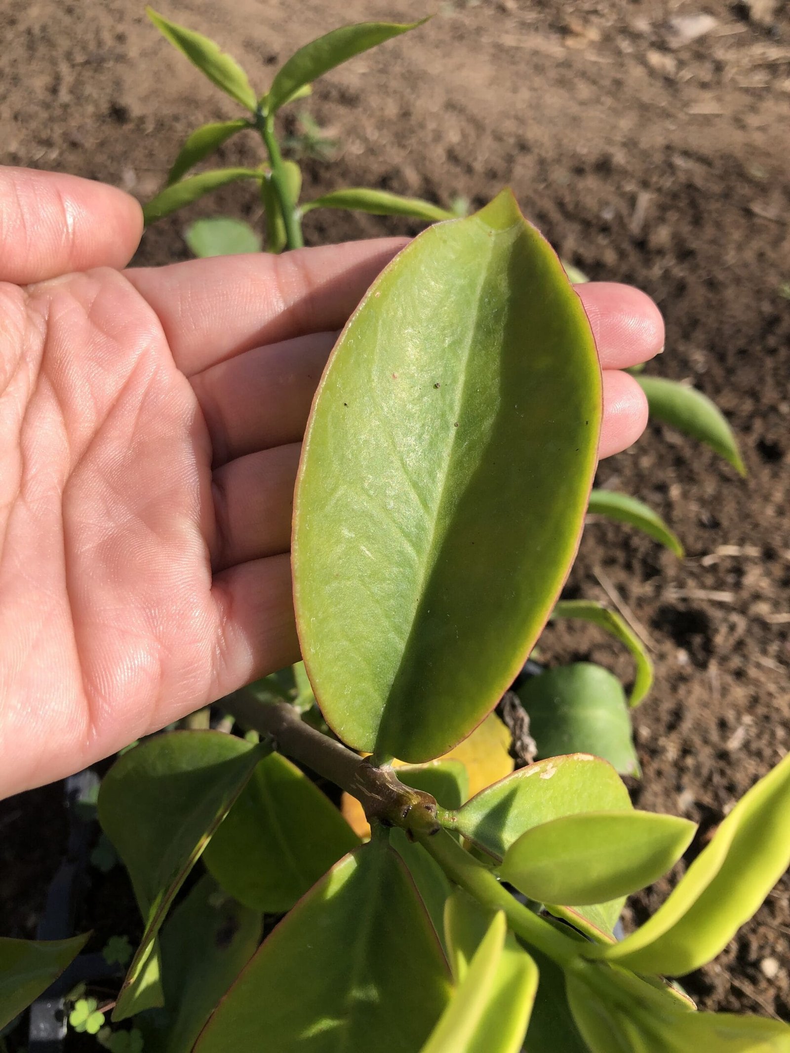 ORA PRO NOBIS scaled