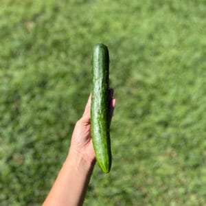 Pepino Japonês - 500g a 600g