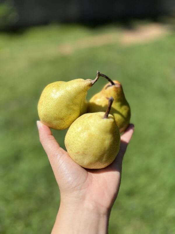 Pera 500g - 600g