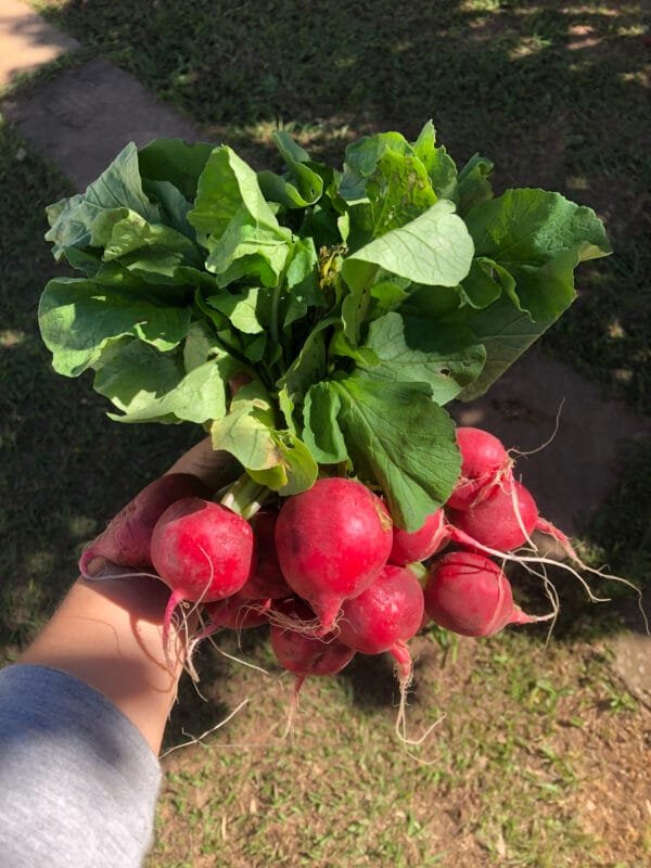 Rabanete - 350g