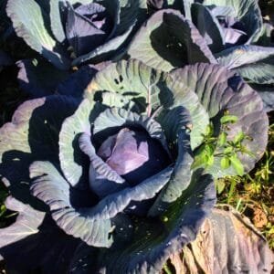 Repolho roxo - unidade