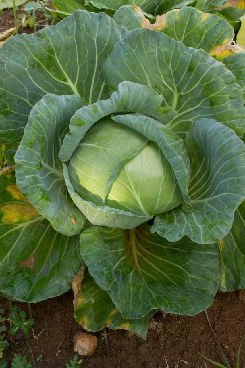 Repolho verde