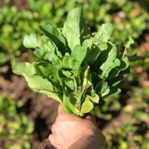 Rúcula - maço