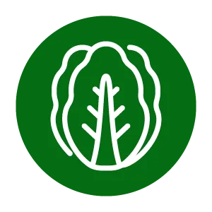 TUDO DA TERRA ICONES HORTALICAS