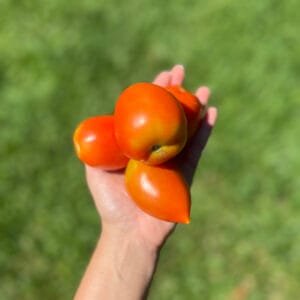 Tomate Italiano - 500g a 600g