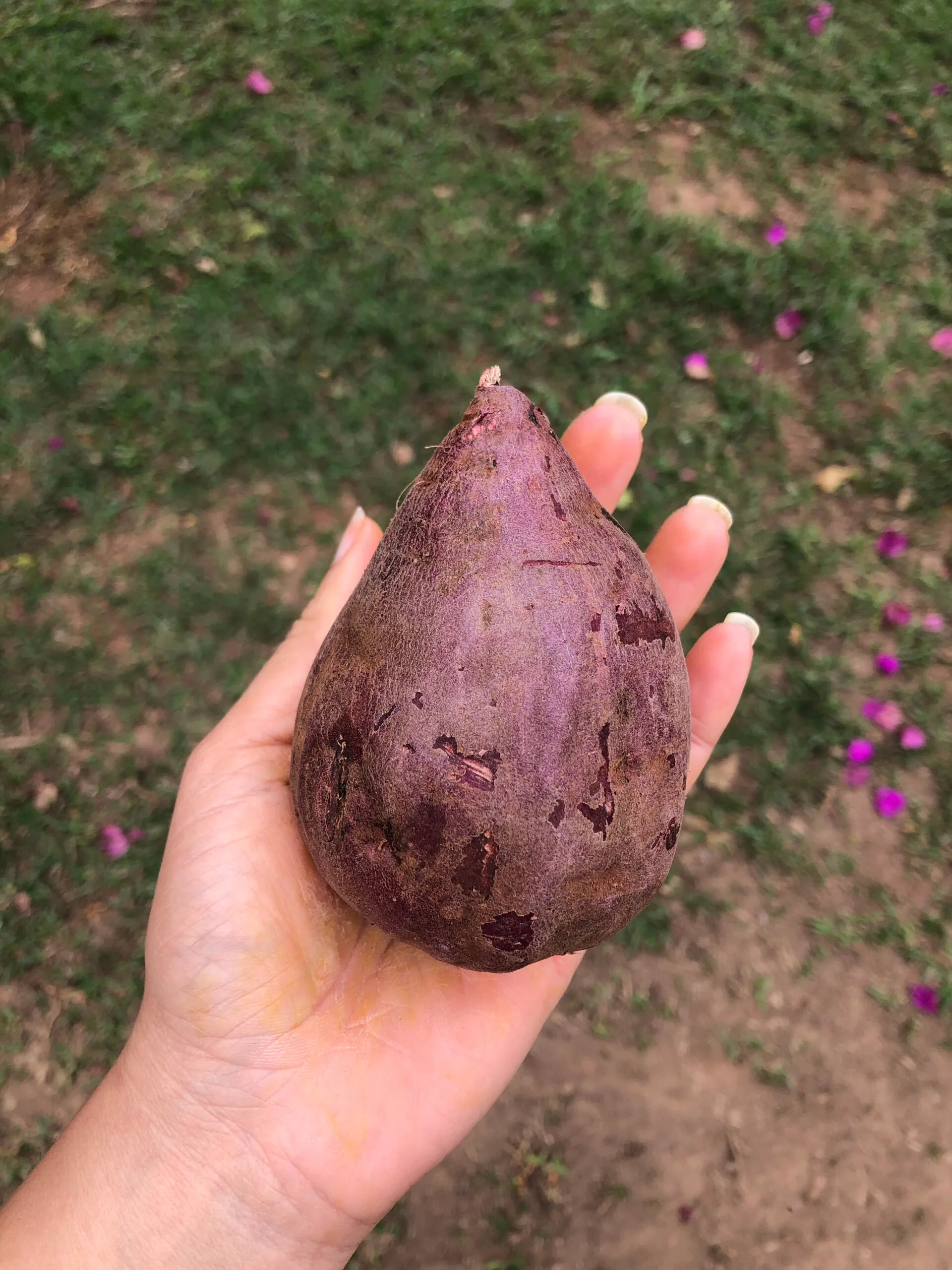 Batata doce roxa scaled