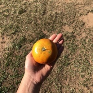 Mexerica bergamota - 700g a 800g