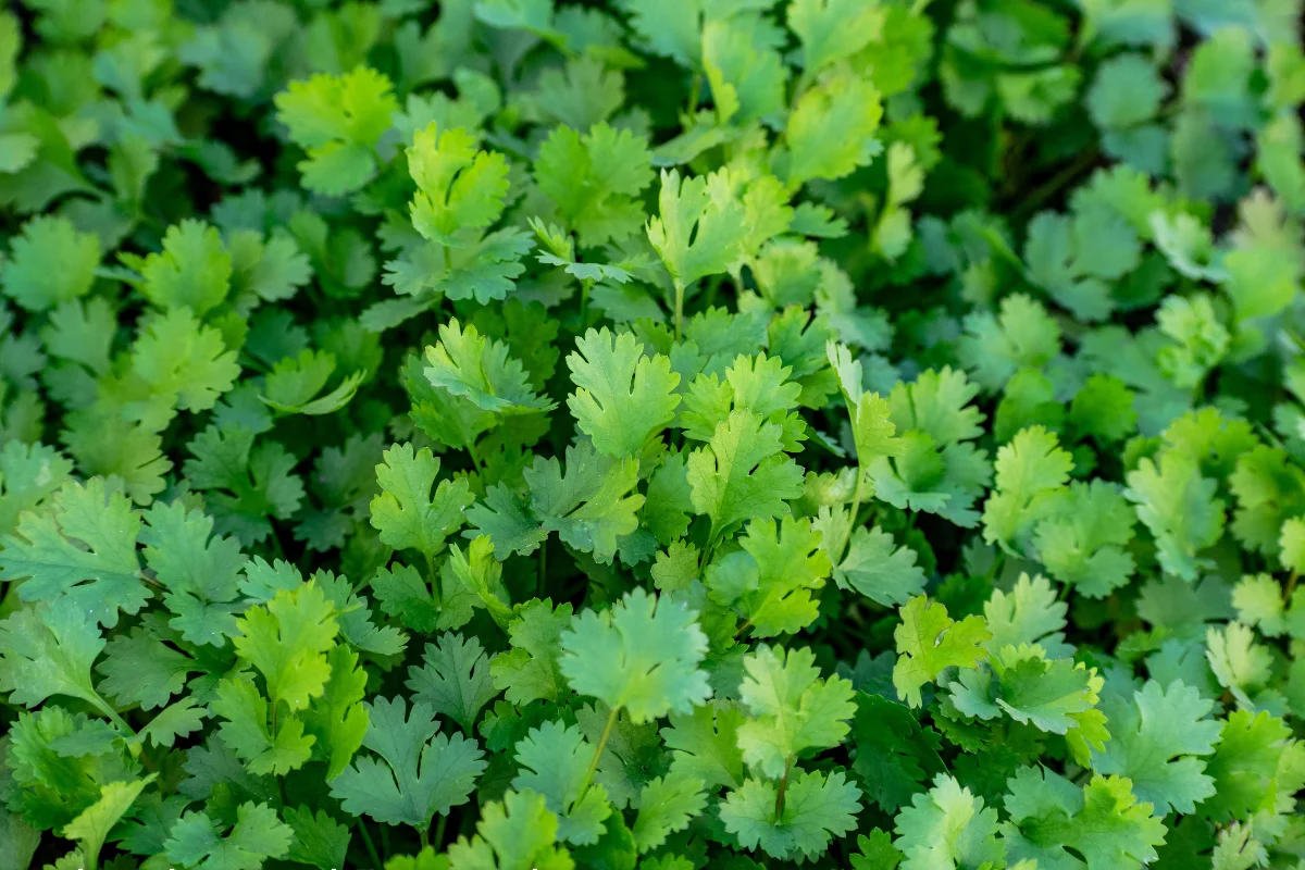 IMAGEM PADRAO POSTS DO BLOG 1200 x 800 px 45