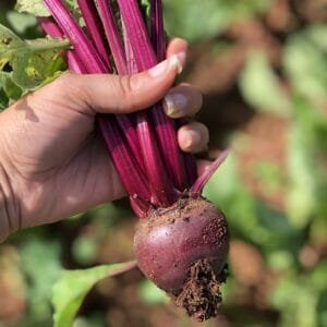 Beterraba - 500g-600g