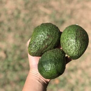 Avocado 500g-600g
