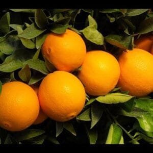 Laranja bahia - kg