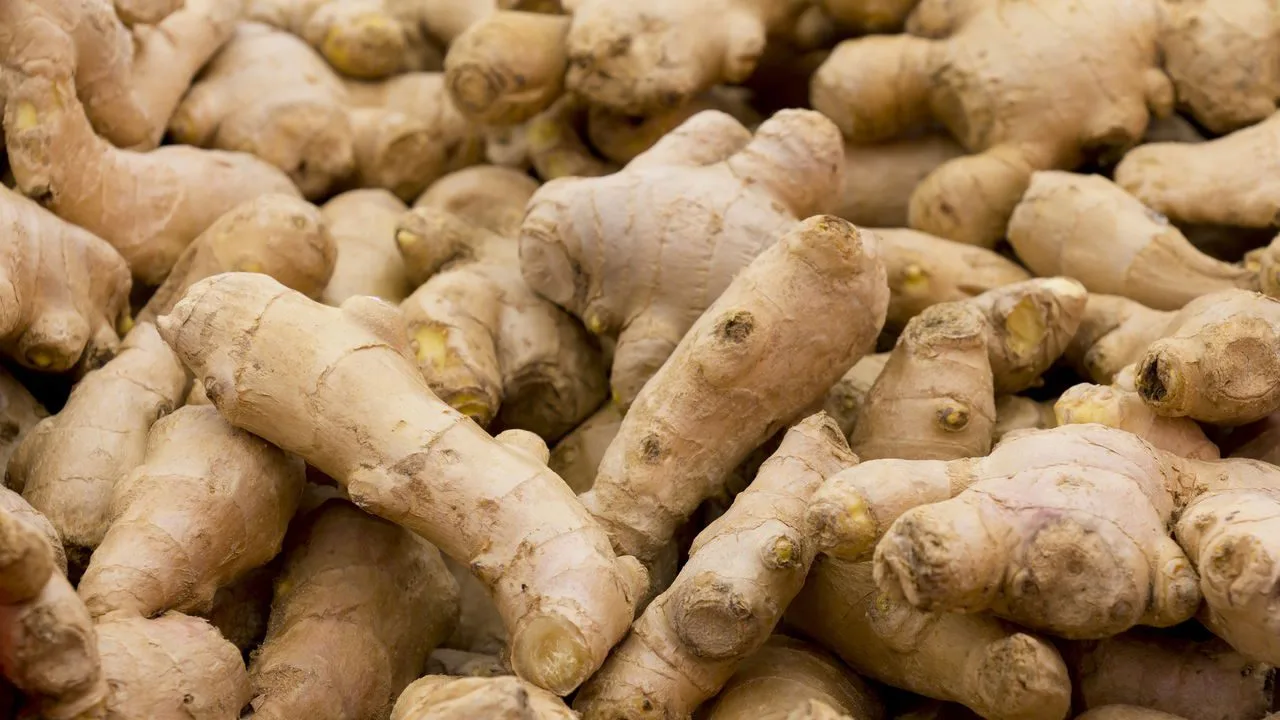 gengibre plantacao 1743260459501