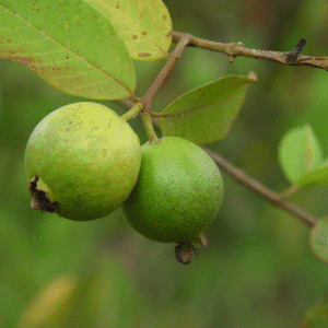 Goiaba 400g-500g
